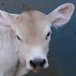 Su Tiresi Vakantieboerderij *