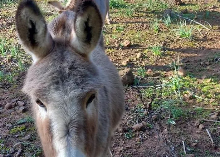 Gospodarstwo agroturystyczne Su Tiresi Cala Gonone