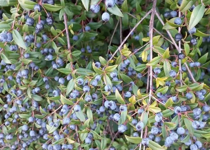 Su Tiresi * Cala Gonone