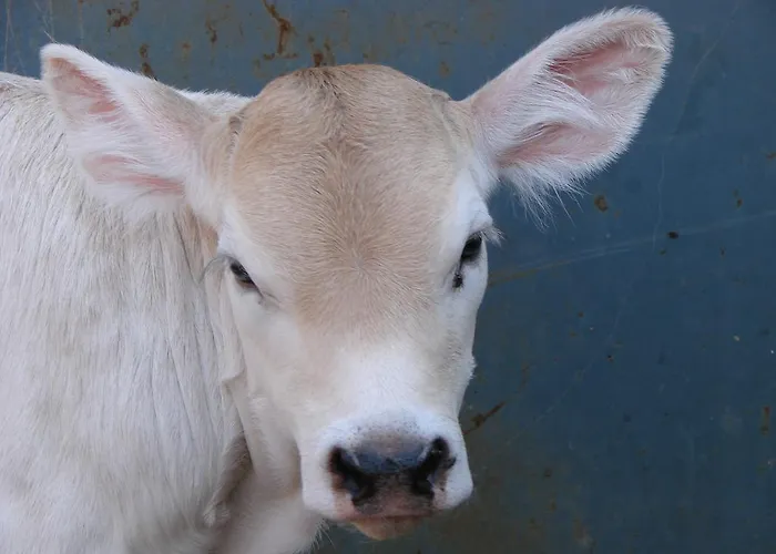 Su Tiresi Gospodarstwo agroturystyczne *